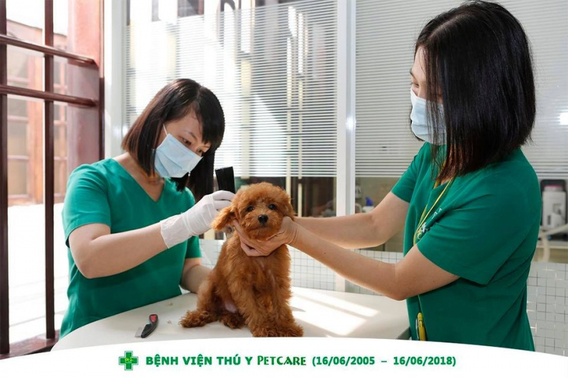 top 5  dịch vụ tư vấn dinh dưỡng cho thú cưng tại tp hcm