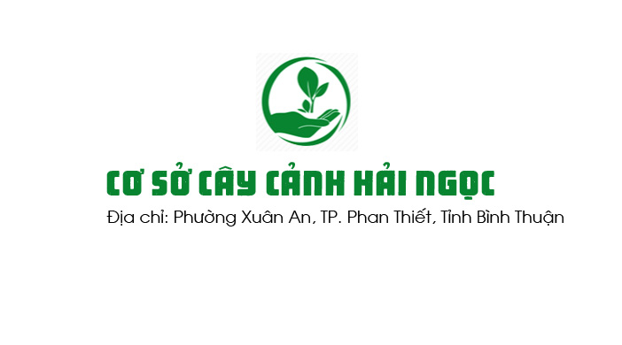 top 3  dịch vụ thiết kế, thi công cảnh quan sân vườn chuyên nghiệp nhất tỉnh bình thuận