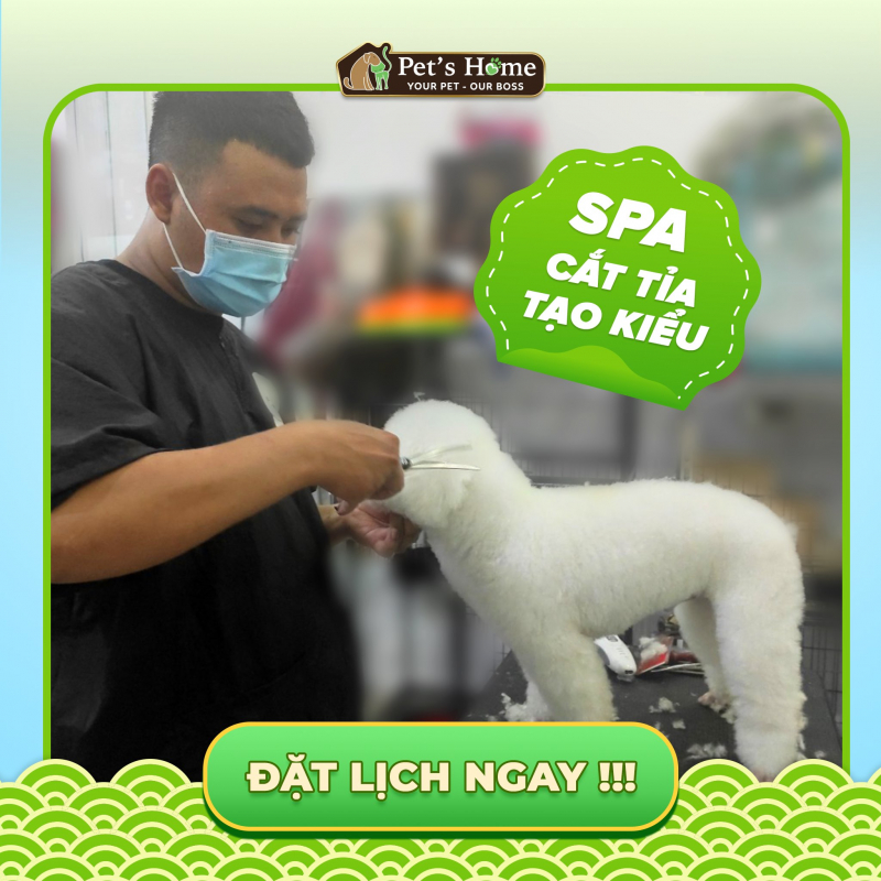 top 11  dịch vụ spa thú cưng tốt nhất tại quận phú nhuận, tp. hcm