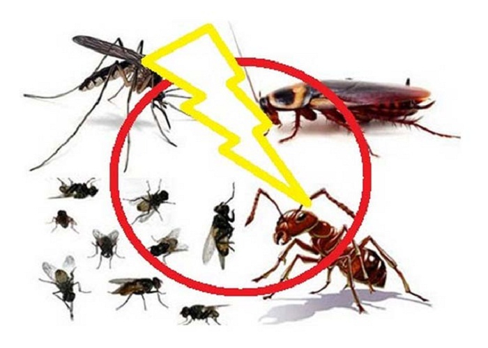 top 8  công ty diệt côn trùng tại nhà ở hà nội