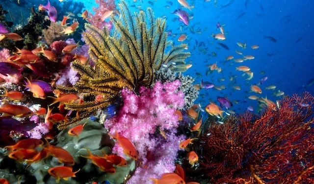 Trải nghiệm lặn ngắm san hô ở Phú Quốc có gì hấp dẫn?