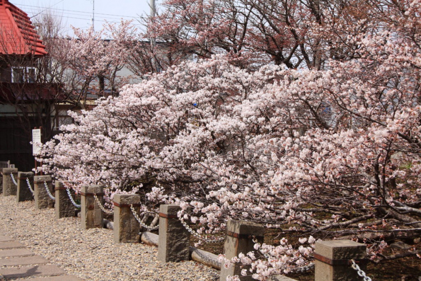 những địa điểm ngắm hoa anh đào ở hokkaido –