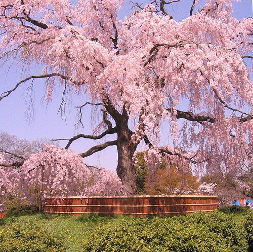 Những địa điểm ngắm hoa anh đào ở Kansai –