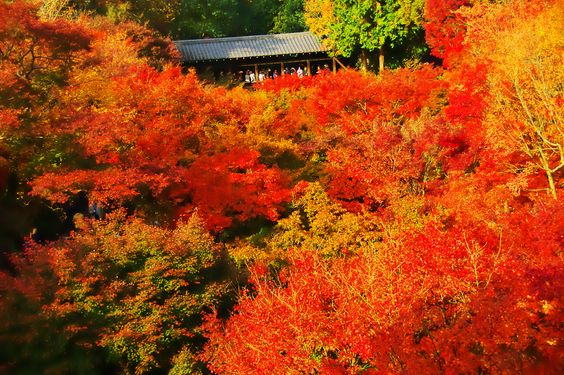 10 địa điểm ngắm lá đỏ ở kyoto