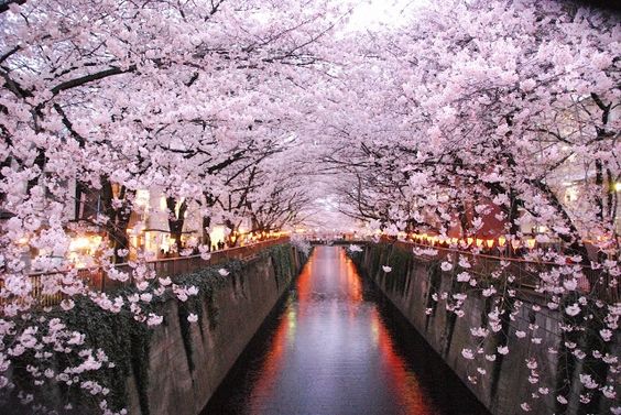 top 10 địa điểm ngắm hoa anh đào ở tokyo