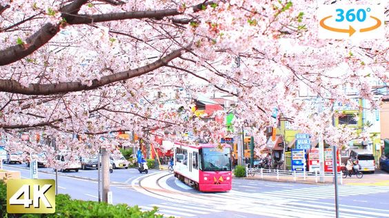 top 10 địa điểm ngắm hoa anh đào ở tokyo