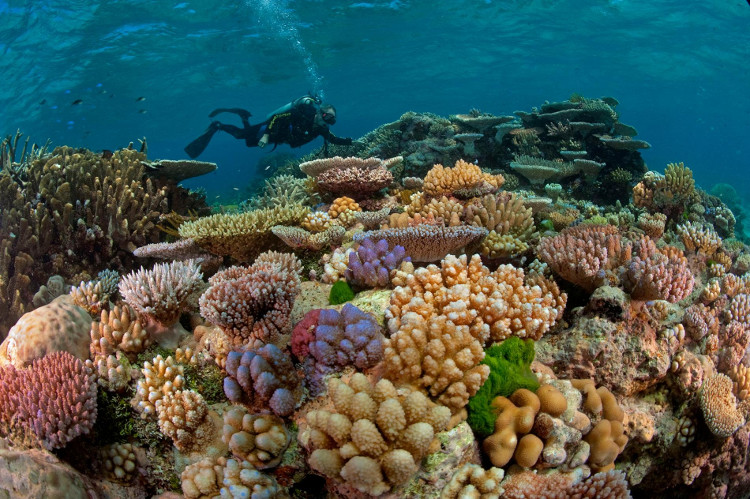 lặn ngắm san hô phú quốc, lặn ngắm san hô phú quốc – trải nghiệm thú vị nên thử