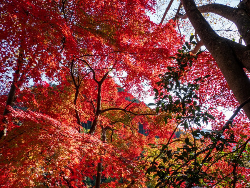 12 Địa Điểm Du Lịch Tokyo Mùa Thu Không Thể Bỏ Qua, Tokyo, NHẬT BẢN
