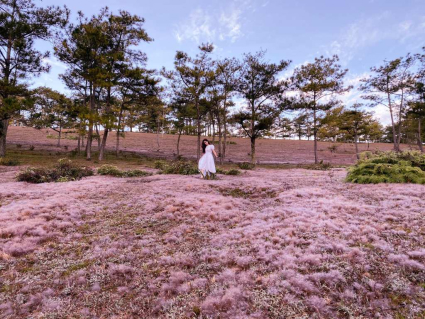đồi cỏ hồng đà lạt rạng rỡ đón bình minh cập nhật 2022