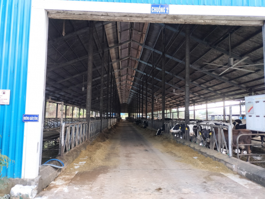 review trang trại bò sữa vinamilk organic đà lạt 2022